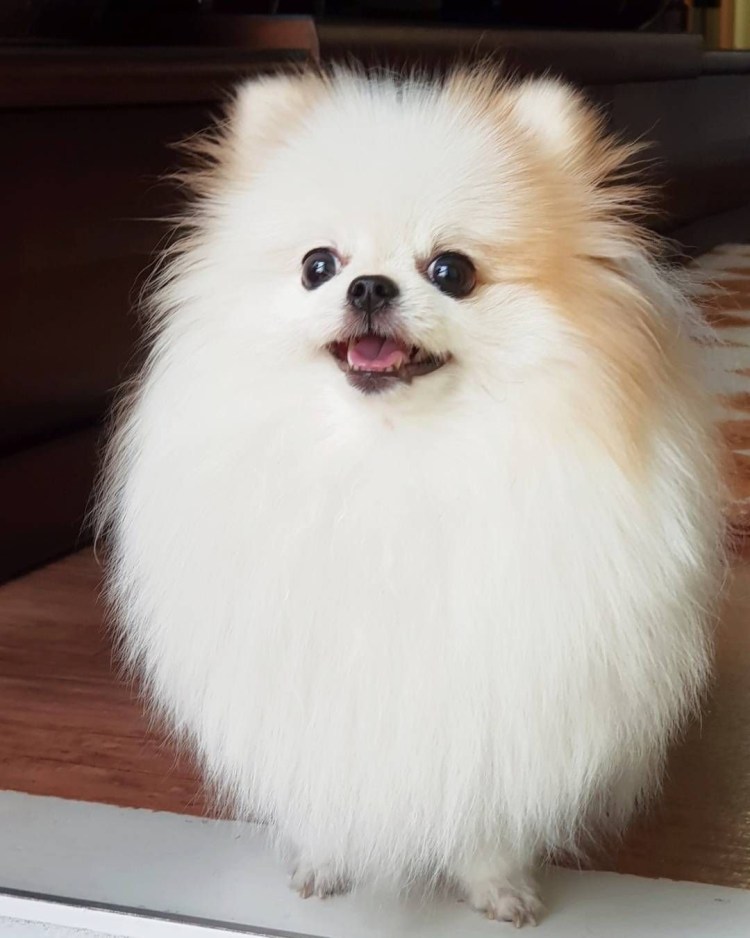 Карликовый шпиц гипоаллергенные ?