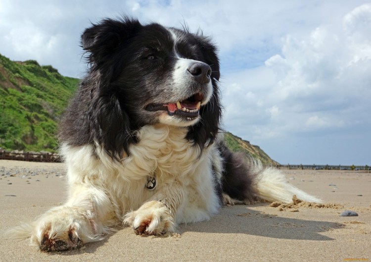 Лансер порода собак