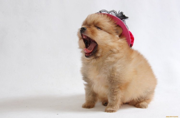 Шпиц померанский карликовый белый