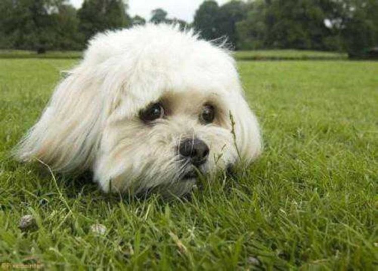 Немецкий шницель порода