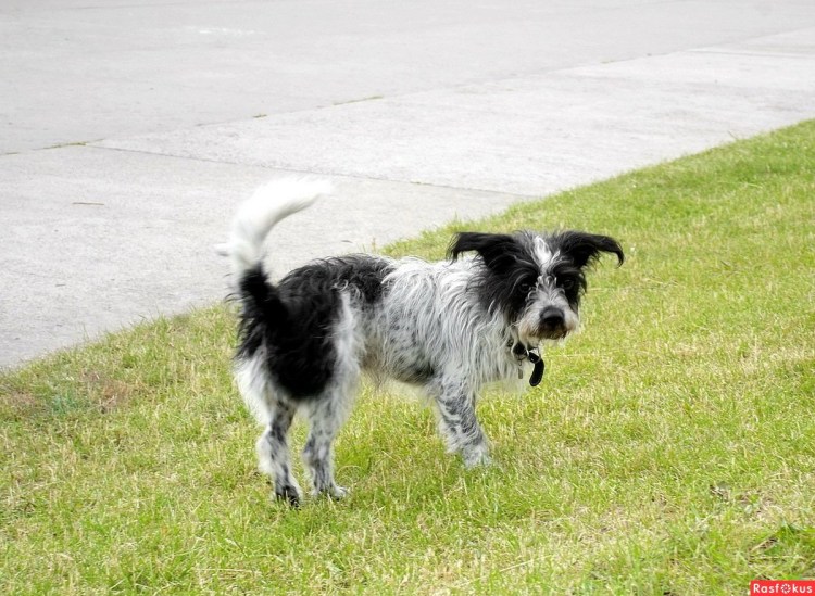 Порода шницель