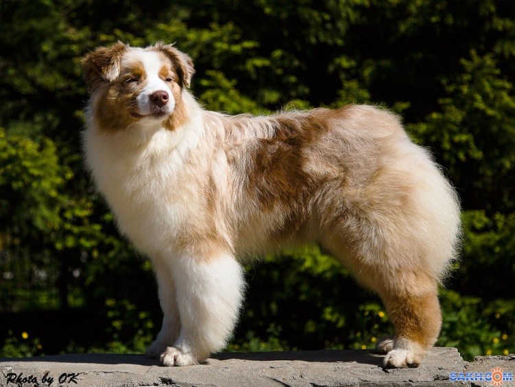 Швергцнаутер собака