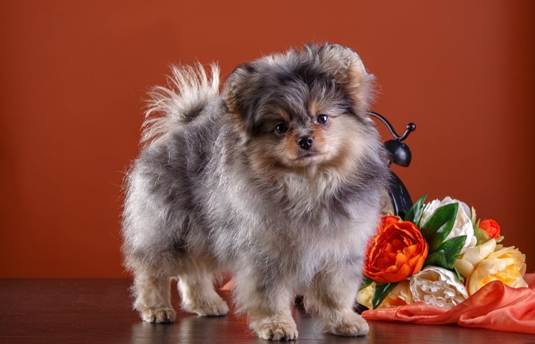 Корги пемброк флаффи