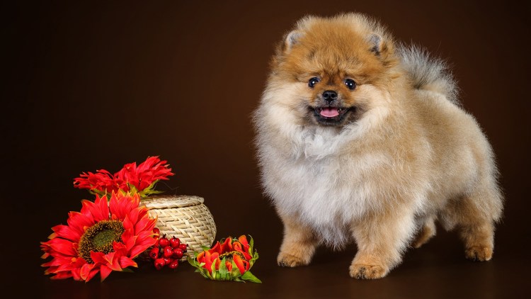 Померанский шпиц Браун