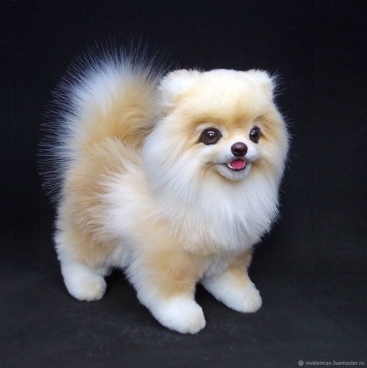 Шпиц померанский карликовый стриженный