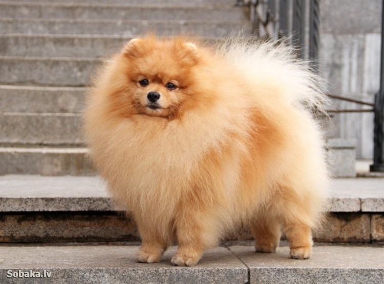 Собаки породы немецкий шпиц