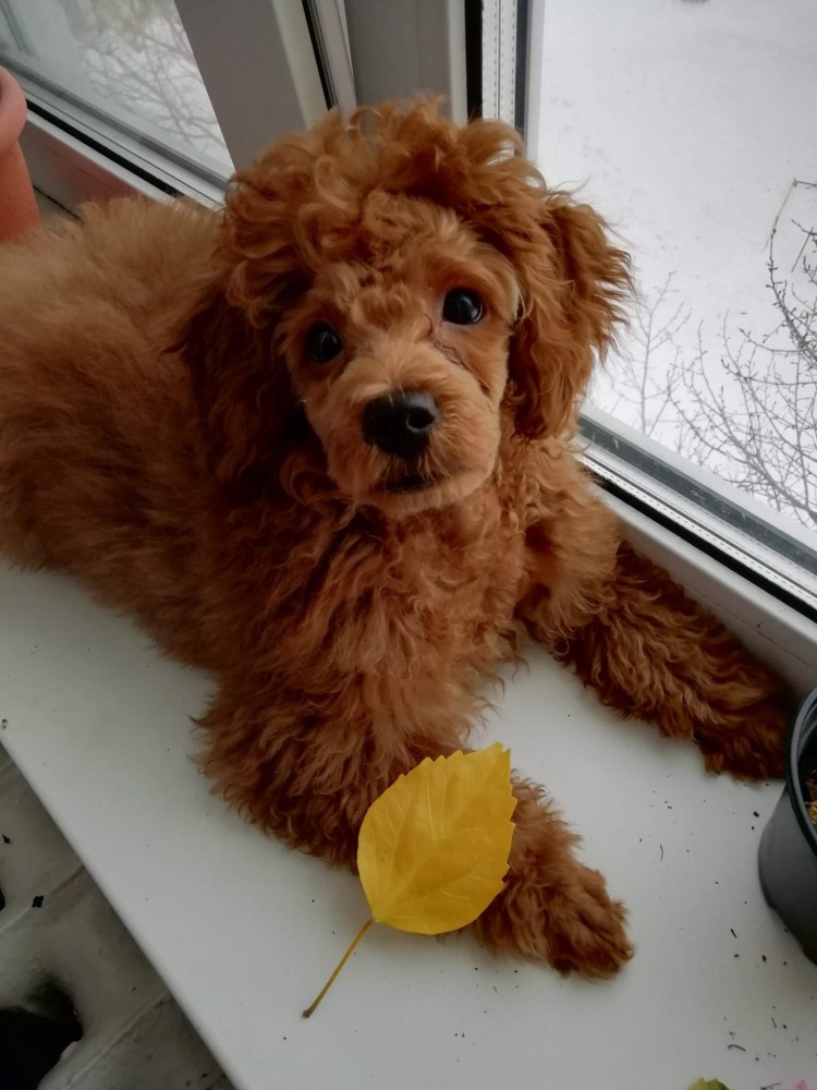 Померанский шпиц Медвежонок