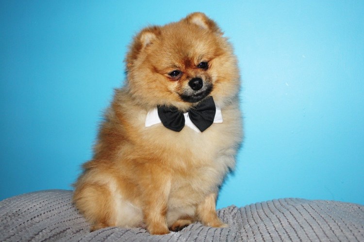 Собаки породы шпиц миниатюрный