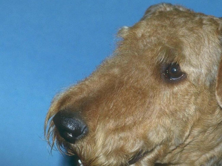 Обои на рабочий стол Эрдельтерьер