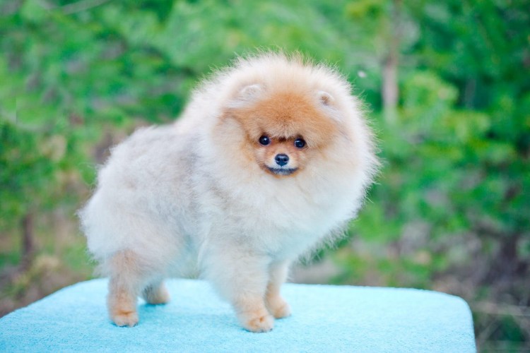 Собака Королевский шпиц