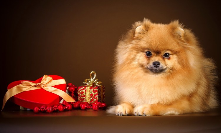 Немецкий шпиц