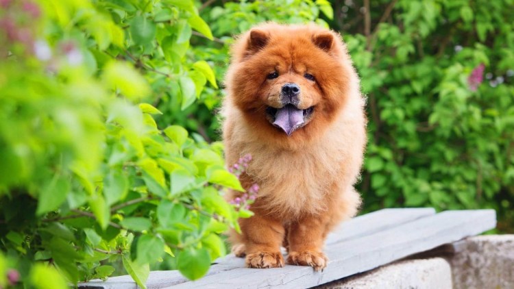 Померанский шпиц белый милый