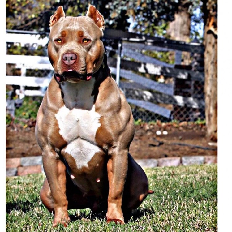 Американский стаффордширский терьер