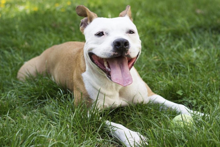 Метис Кане Корсо