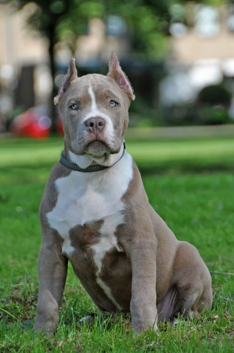 Американский стаффордширский терьер