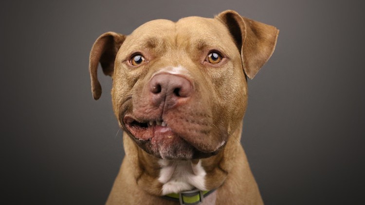 Амстафф бультерьер