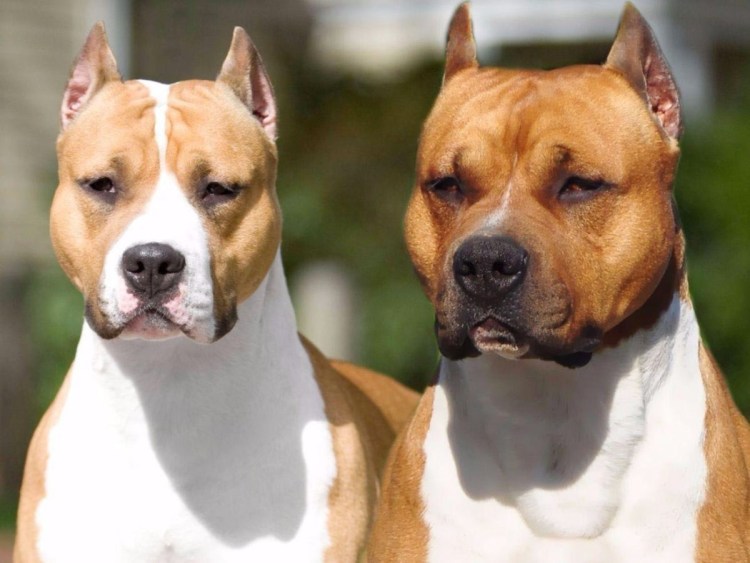 Стафф питбуль терьер