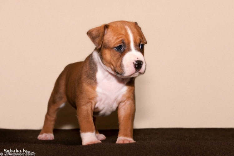 Стаффордширский терьер лает