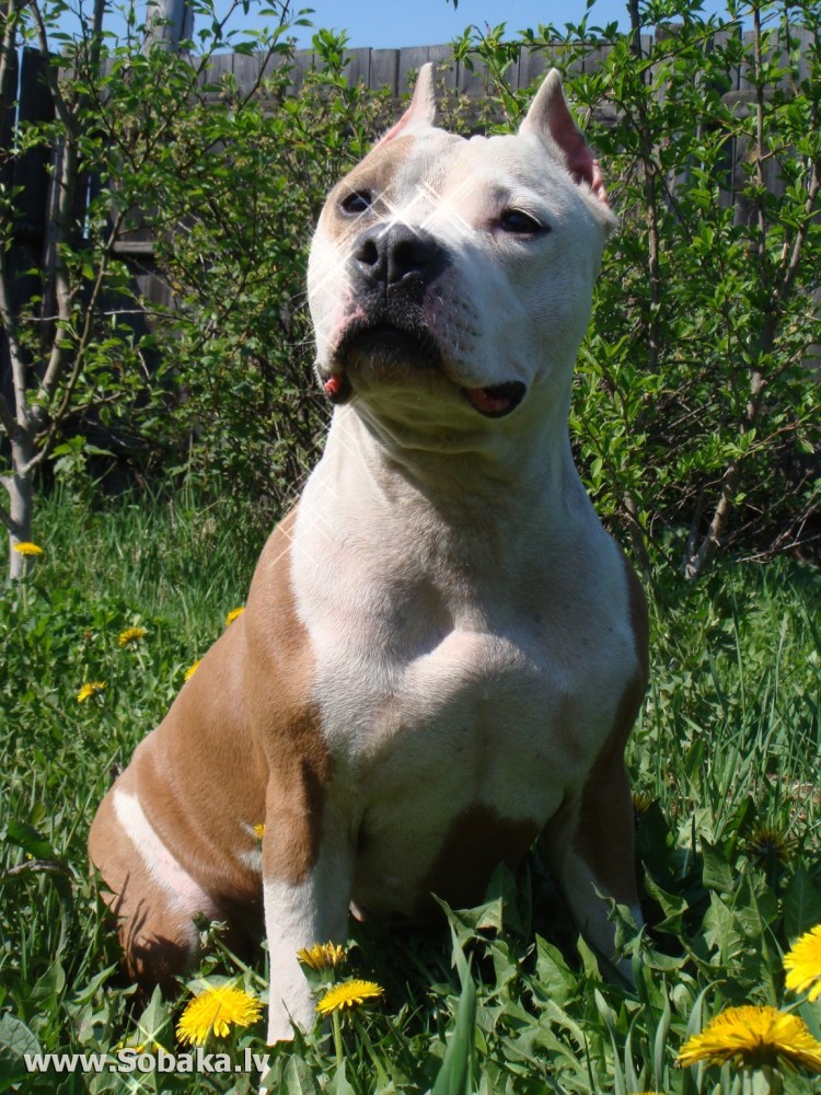 Ам стаффордширский терьер