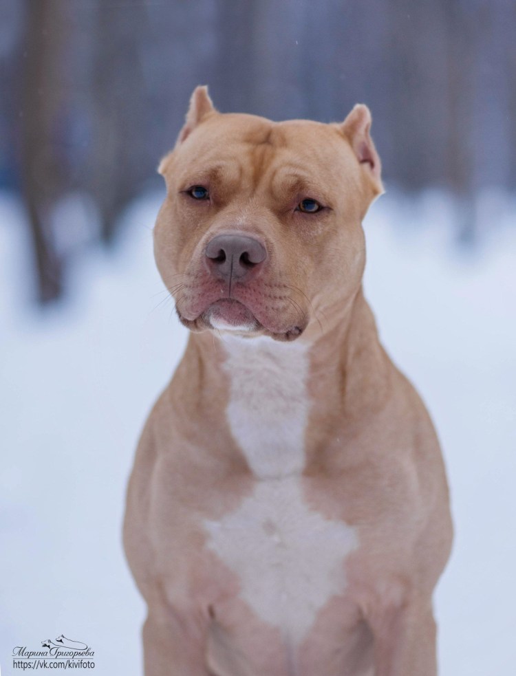 Порода собак Стаффорд