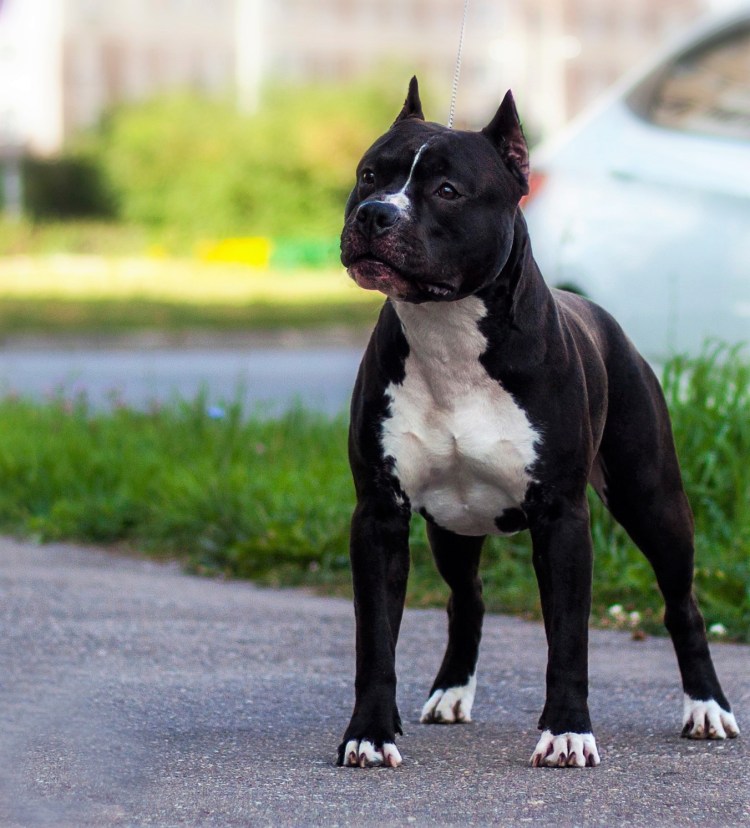 Питбультерьер и стаффордширский терьер