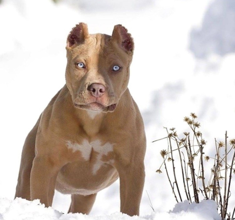 Американский питбультерьер черный