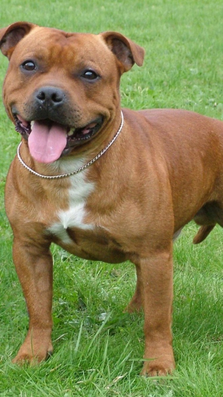 Стаффорд собака