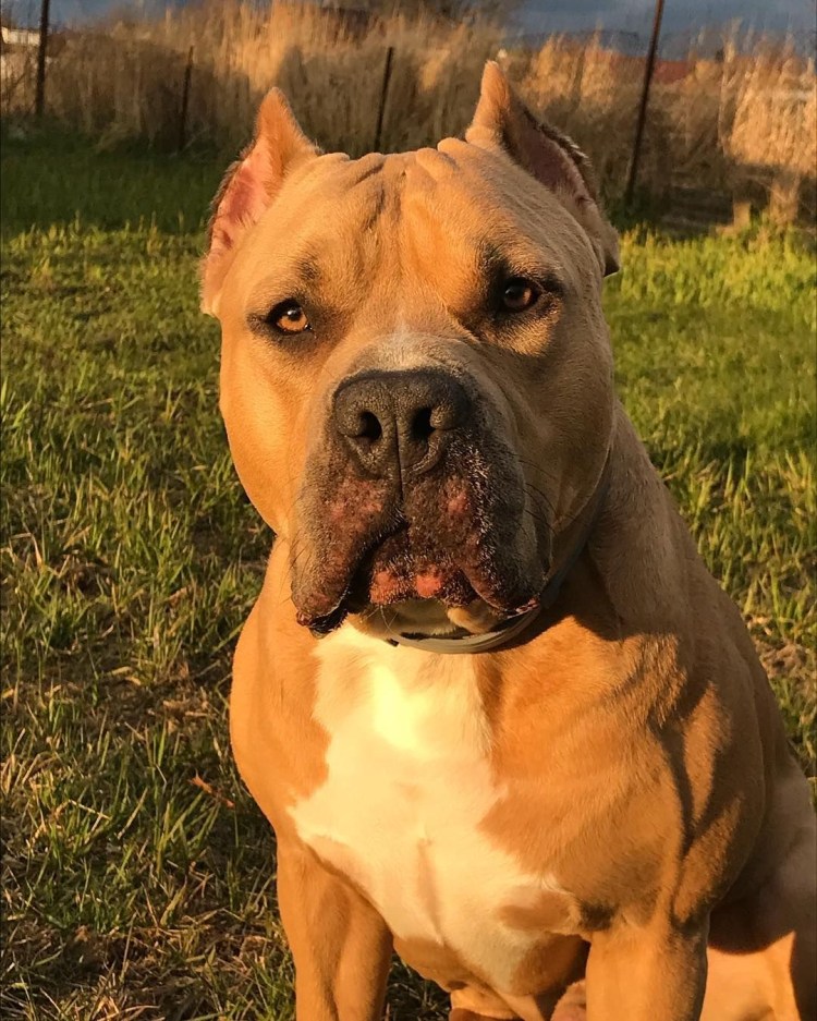 Американский стаффордширский питбультерьер