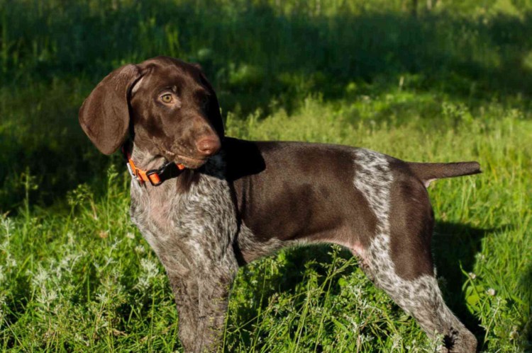 Курцхаар мраморный