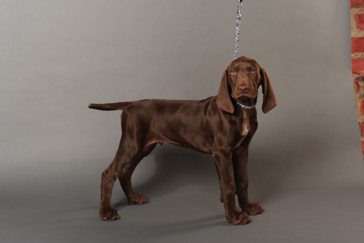 Фигурка курцхаара