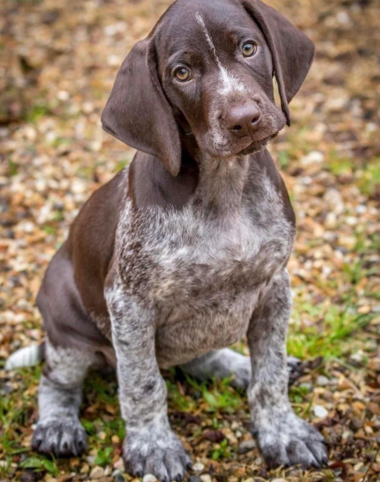 Курцхаар порода собак