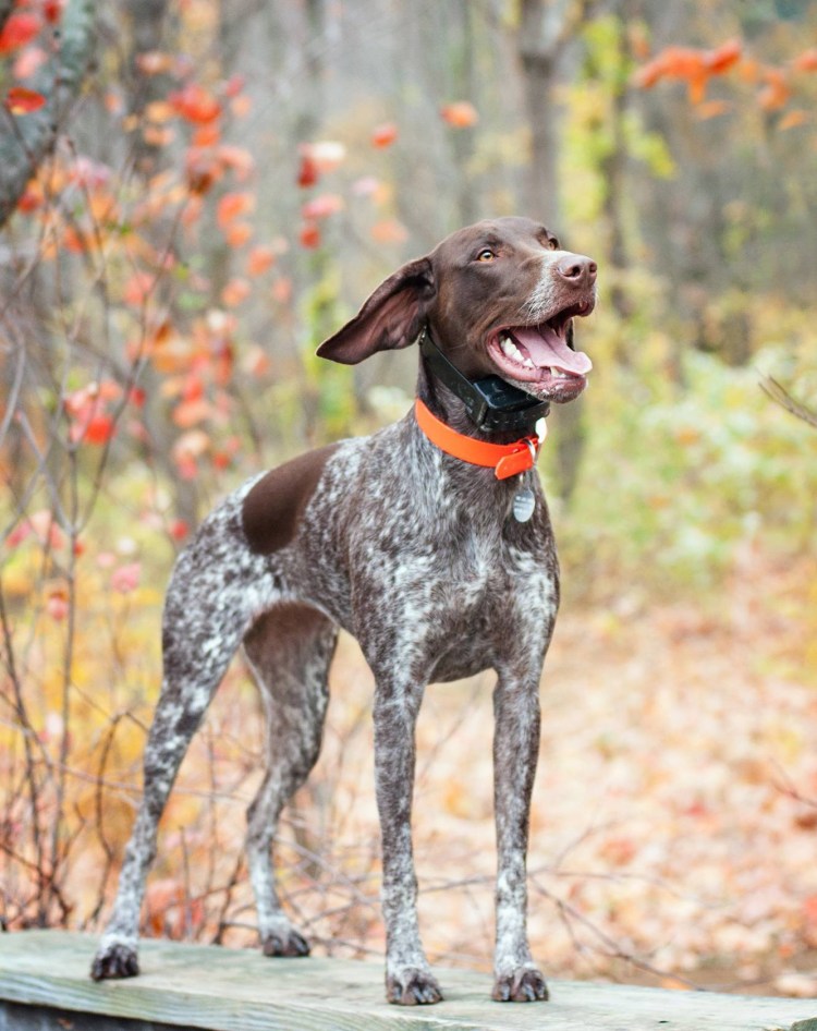 Немецкий Пойнтер Курцхаар