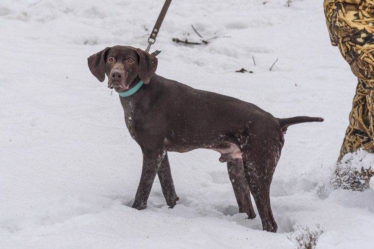 Сеттер Пойнтер Курцхаар
