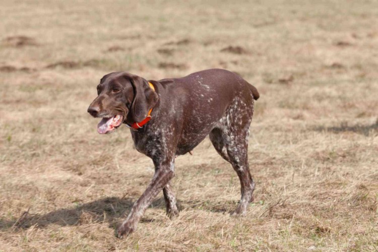 Пойнтер стандарт