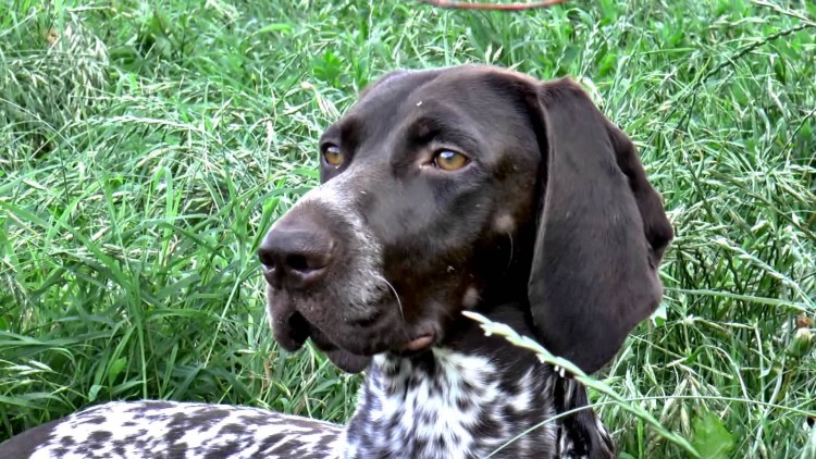 Ирландский Курцхаар