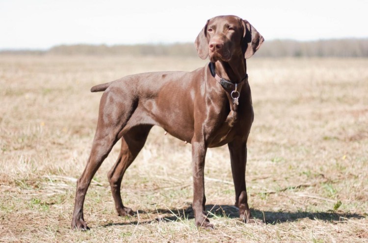 Чистокровный Курцхаар