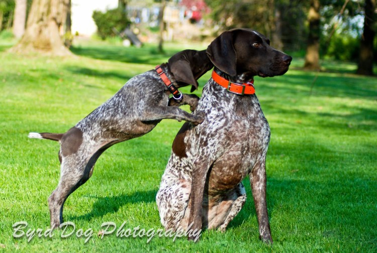 Породы собак дратхаар и Курцхаар