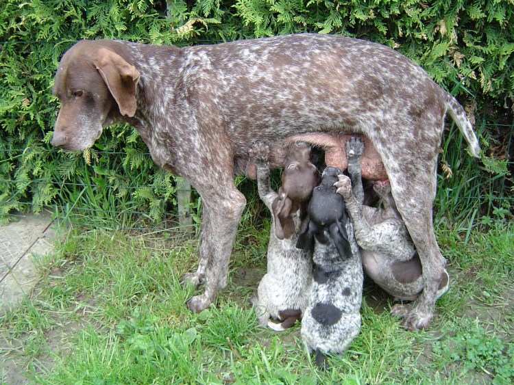 Анонсы вязок легавых собак