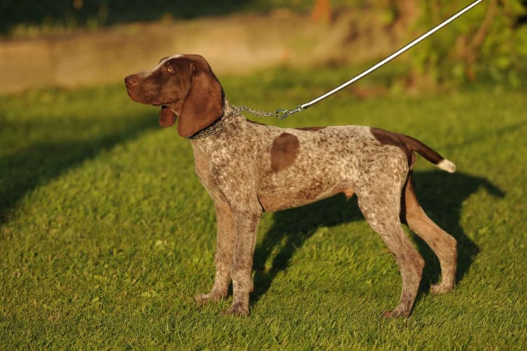 Сеттер Пойнтер Курцхаар