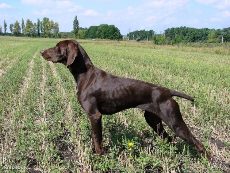 Курцхаар Выставочная стойка