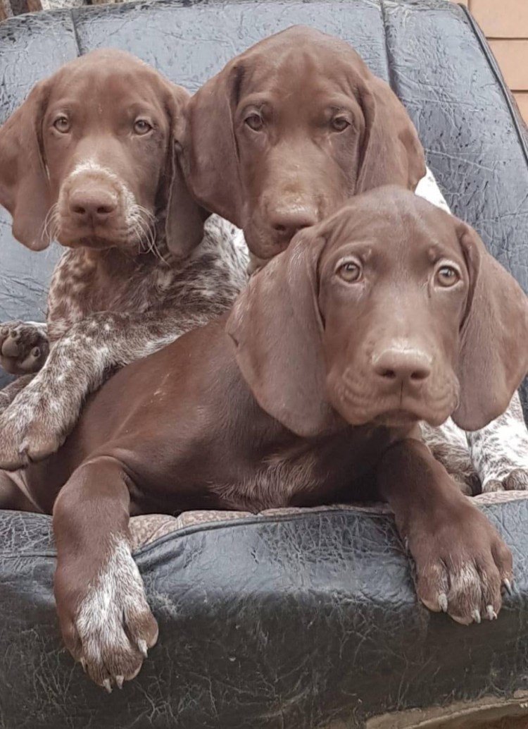 Курцхаар порода собак щенки