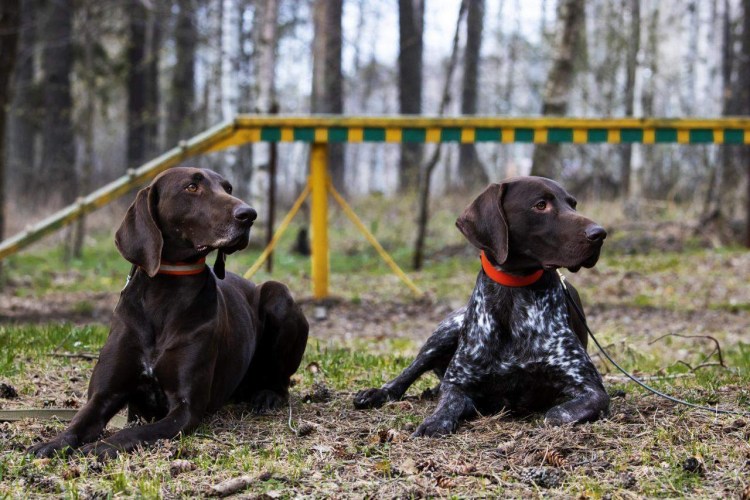 Сеттер Пойнтер Курцхаар