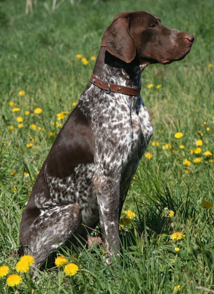 Немецкая легавая Курцхаар