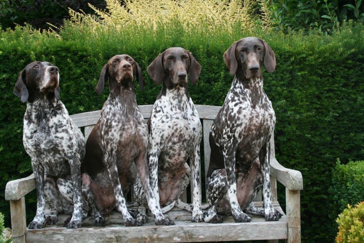 Сеттер Пойнтер Курцхаар молодой