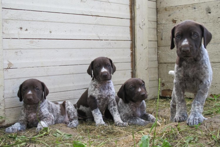 Курцхаар дратхаар Лангхаар