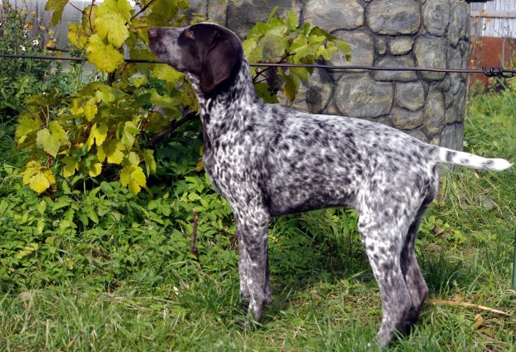 Окрашенный Курцхаар