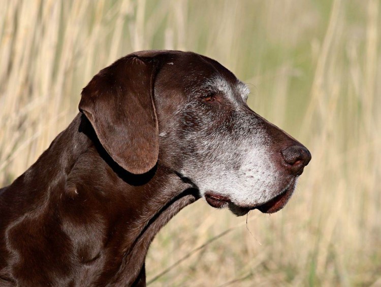 Курцхаар гладкошерстный