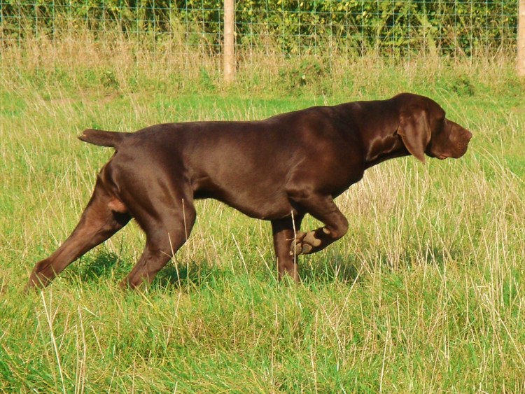 Liver Roan Курцхаар