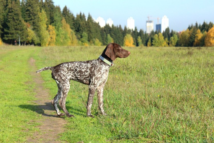Метис алабай с курцхааром
