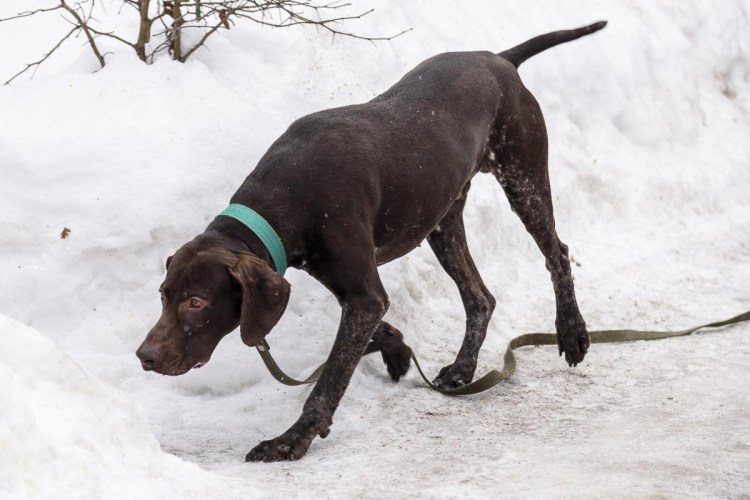 Немецкая легавая Курцхаар